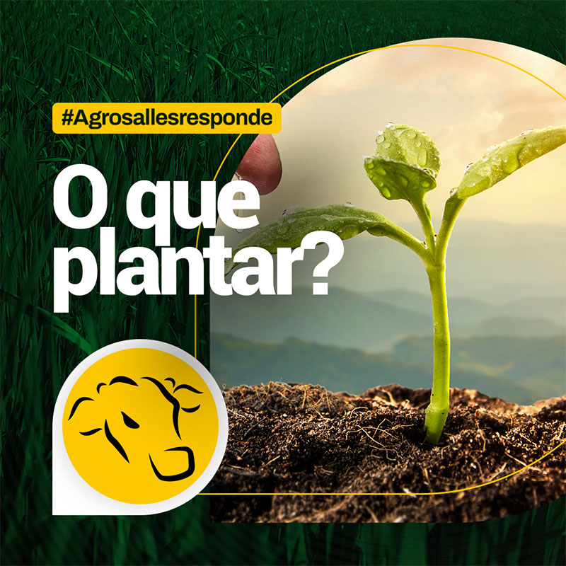 Post Agrosales sementes para pastagem